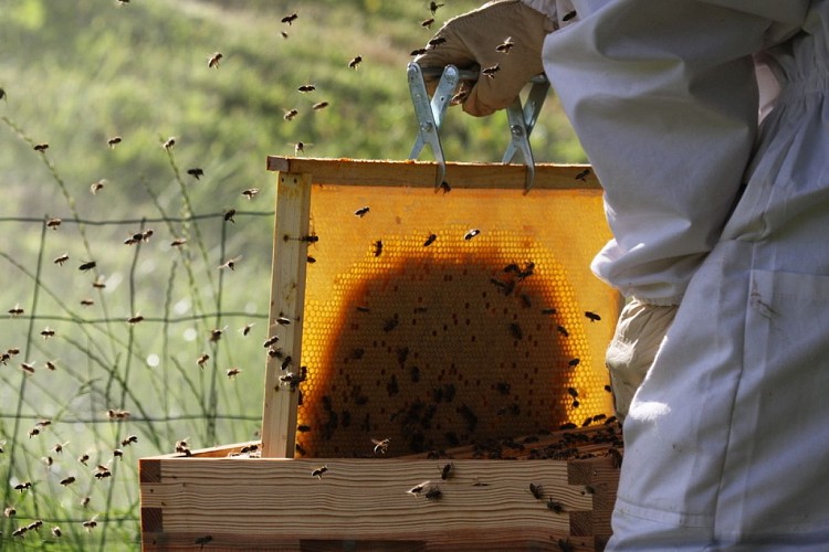 Les butineuses du Castagnos - 2