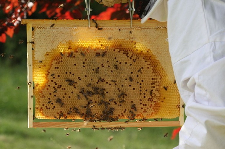 Les butineuses du Castagnos - 3