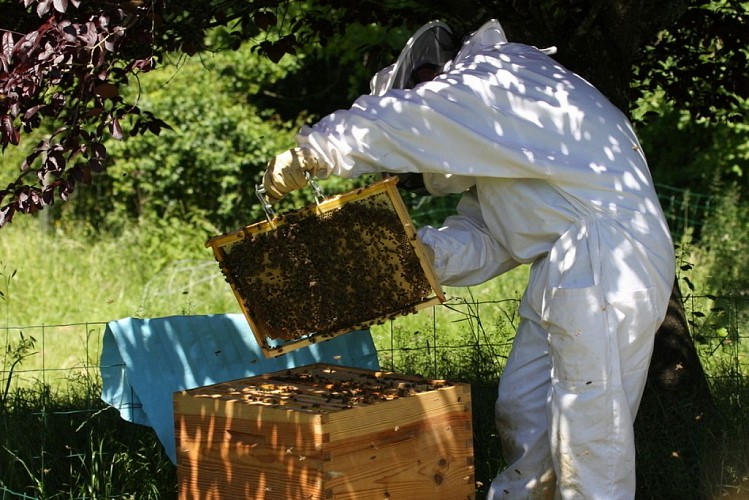 Les butineuses du Castagnos - 4