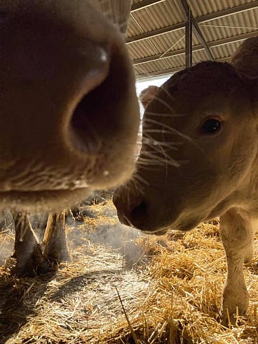 Ferme Galas - Veau