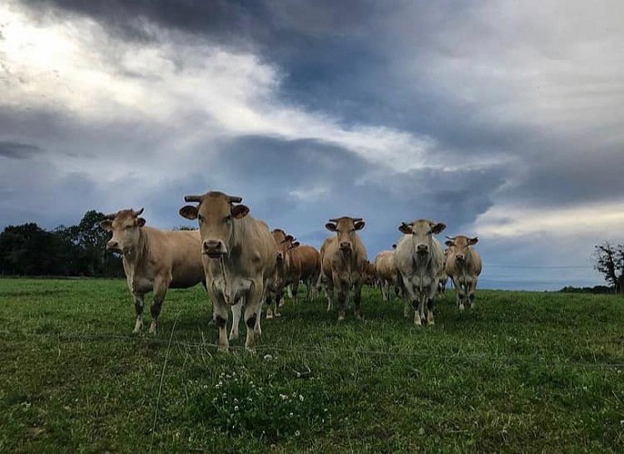 Ferme Galas - Vaches dans le prè