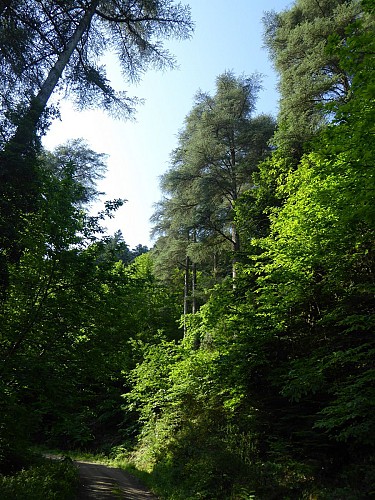 Point d'observation des cèdres géants