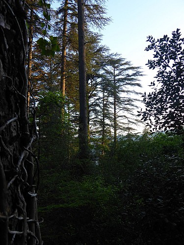 Point d'observation des cèdres géants