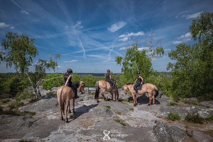 Henson - Pays de Fontainebleau