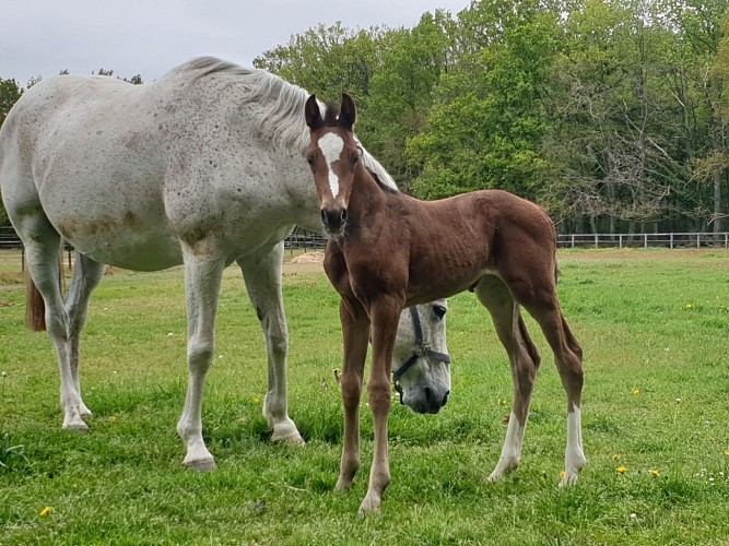 Ecuries Catherine Palmer