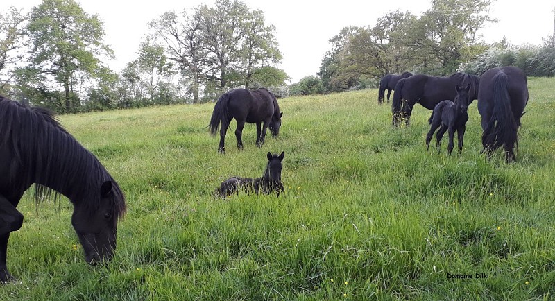 Domaine de Dilki - Le Vigeant ©Domaine de Dilki (14).jpg_3