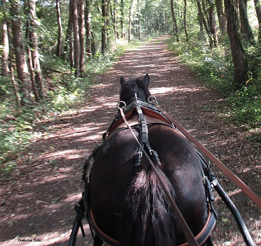 Domaine de Dilki - Le Vigeant ©Domaine de Dilki (2).jpg_5