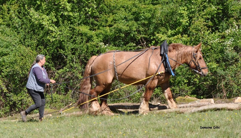 Domaine de Dilki - Le Vigeant ©Domaine de Dilki (13).jpg_9