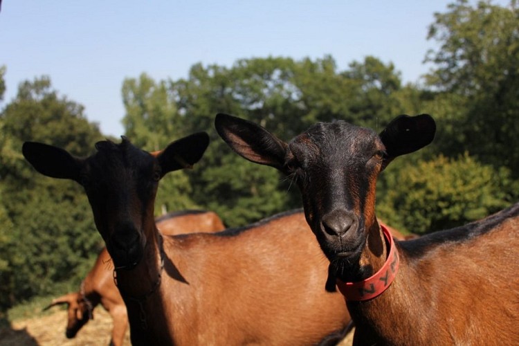les chevres du prince - duo de chevres
