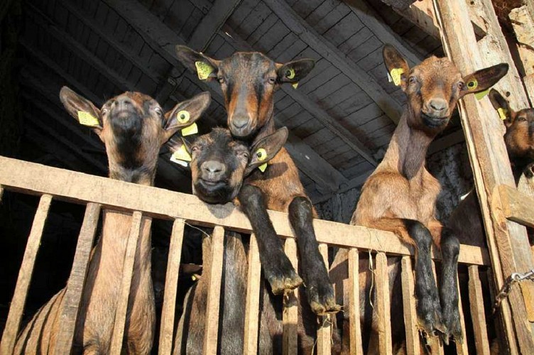 Les chèvres du Prince-1