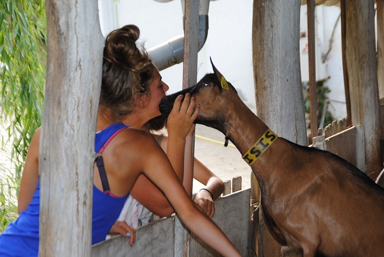 Les chèvres du Prince 3