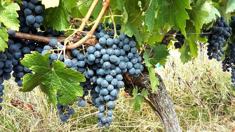 Chateau-de-Salles---Vignes