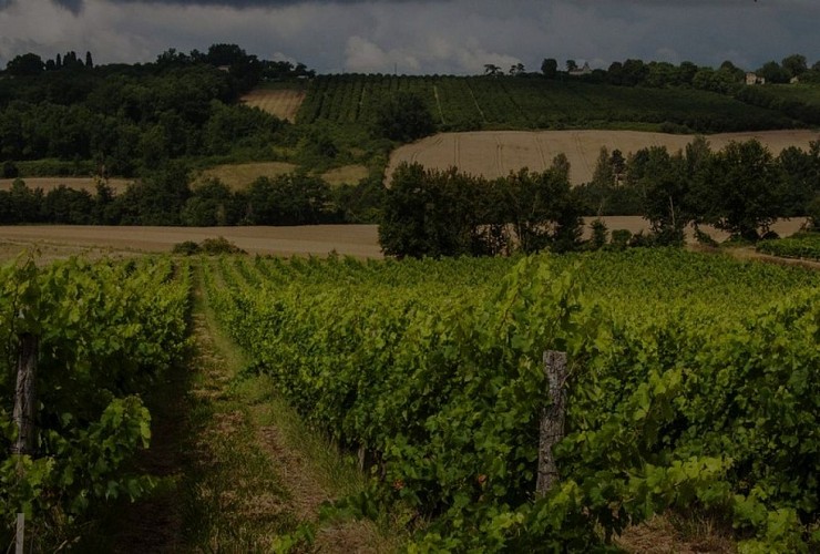 Chateau-de-Salles---Vignoble