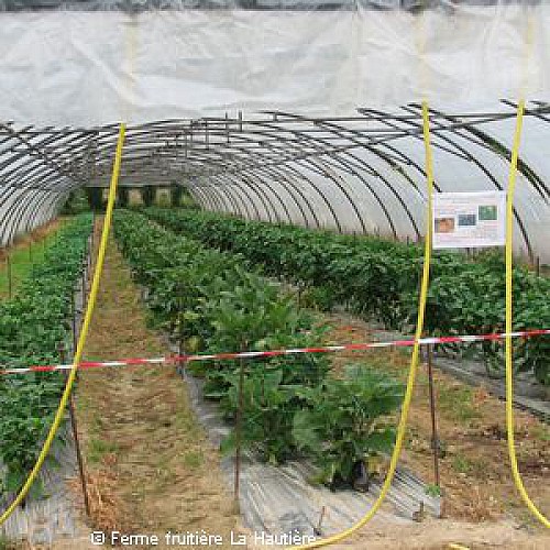 FERME FRUITIERE DE LA HAUTIERE