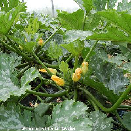 FERME FRUITIERE DE LA HAUTIERE