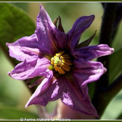 FERME FRUITIERE DE LA HAUTIERE