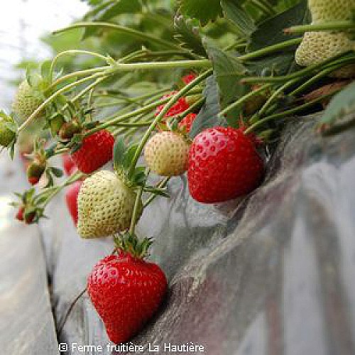 FERME FRUITIERE DE LA HAUTIERE