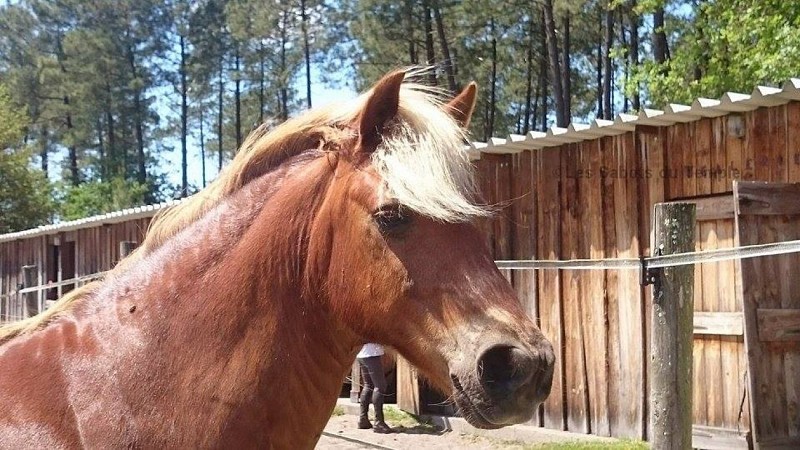 LES SABOTS DU TEMPLE (1)