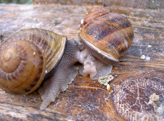 “L’escargot des murailles”