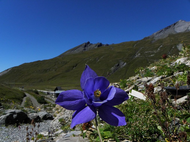 La Chanousia alpine garden