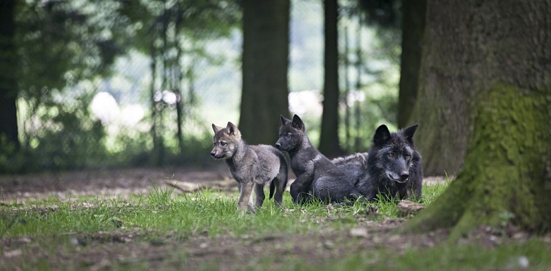 Forestia - Theux - Parc animalier - Louve et louveteaux