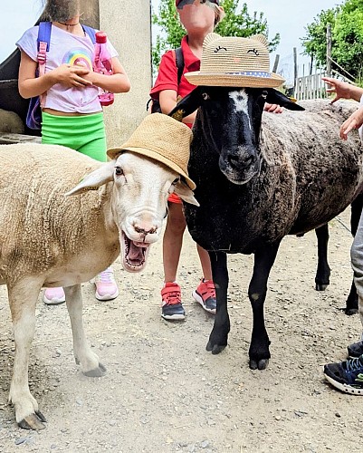 rucher des anes 4 RIEUX