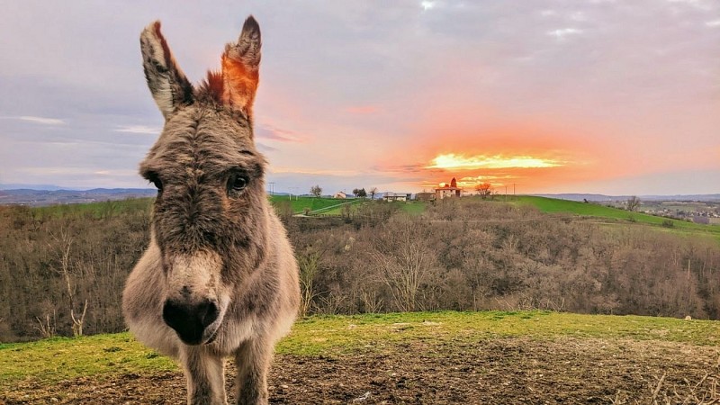 Rucher des anes RIEUX