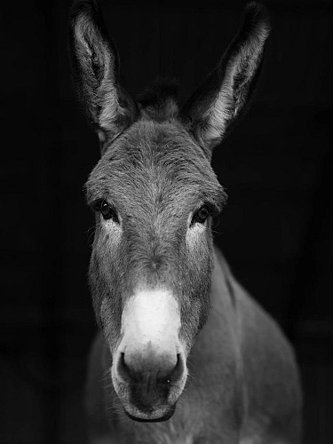 rucher des anes 6 RIEUX