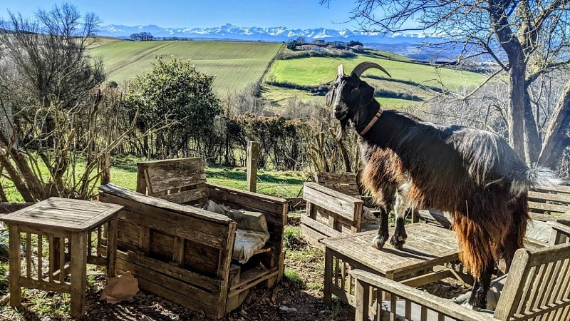 rucher des anes 3 RIEUX