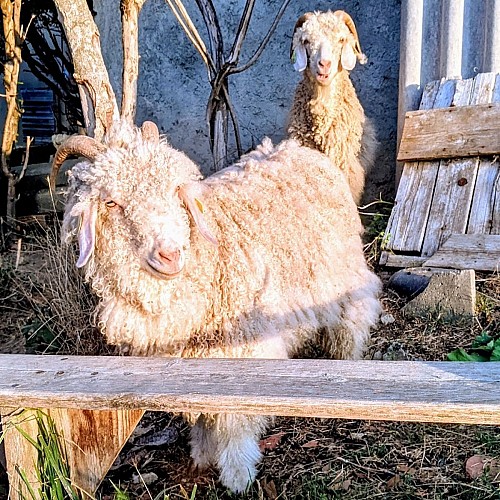 rucher des anes RIEUX