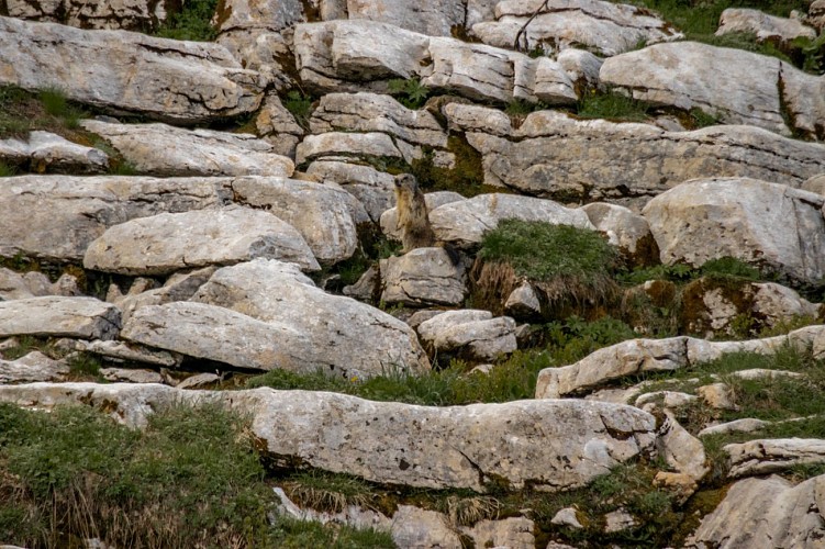 Bostan Toevluchtsoord