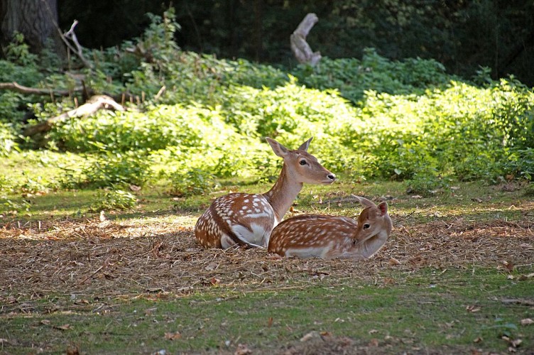 Château d'Hélécine