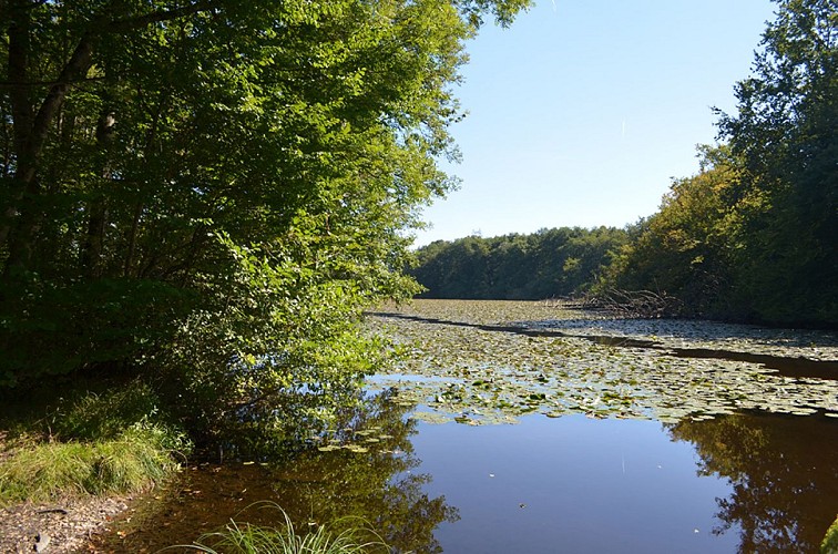 Malseroud marsh and pond