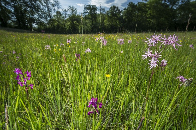 Espace Naturel Sensible de l'Etang de Malseroud