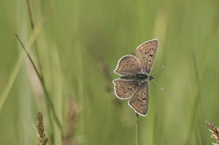 Espace Naturel Sensible de l'Etang de Malseroud