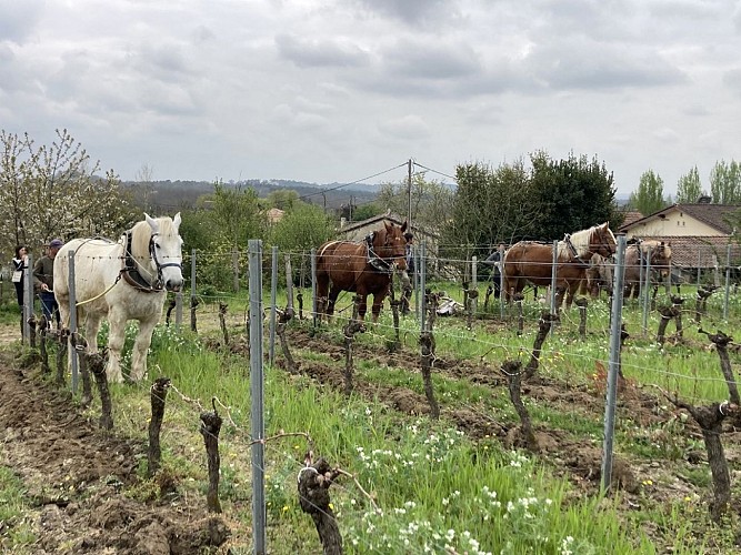 Vin-Expérience-Villefranche-de-lonchat-chevaux