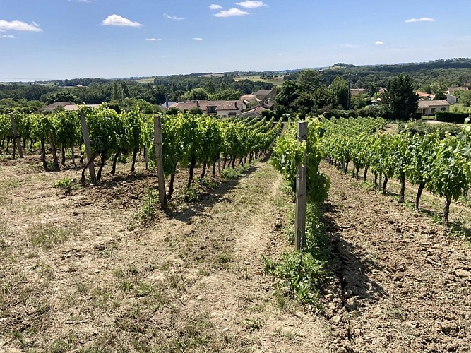 Vin-Expérience-Villefranche-de-lonchat-vignes-soleil