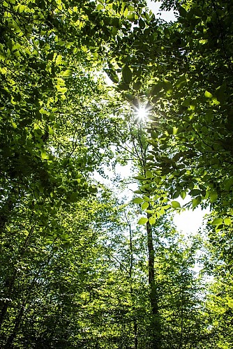 Forêt d'Agre vue du sol