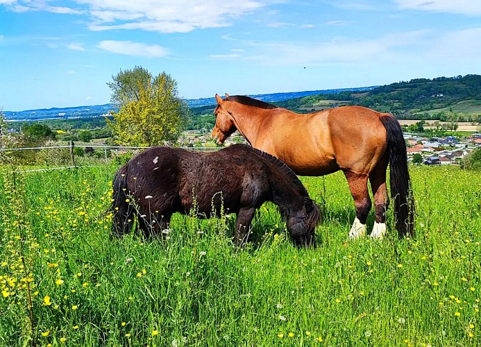 Gite Laplume Chevaux