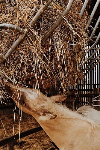 La Perle d'Or_Montreuil le Henri