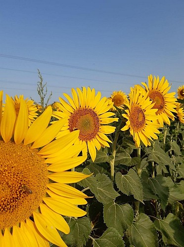 Le Panier Bio du Moulin