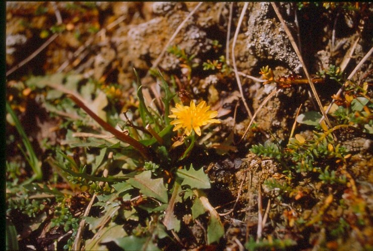 Source romaine de Bard