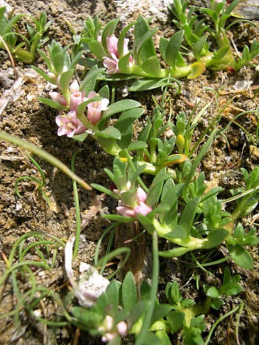 Source romaine de Bard