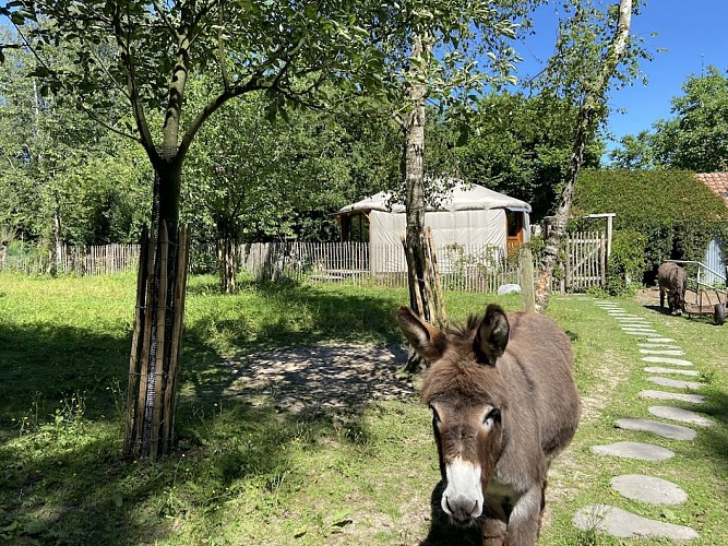 La yourte du verger d'Hellebecq