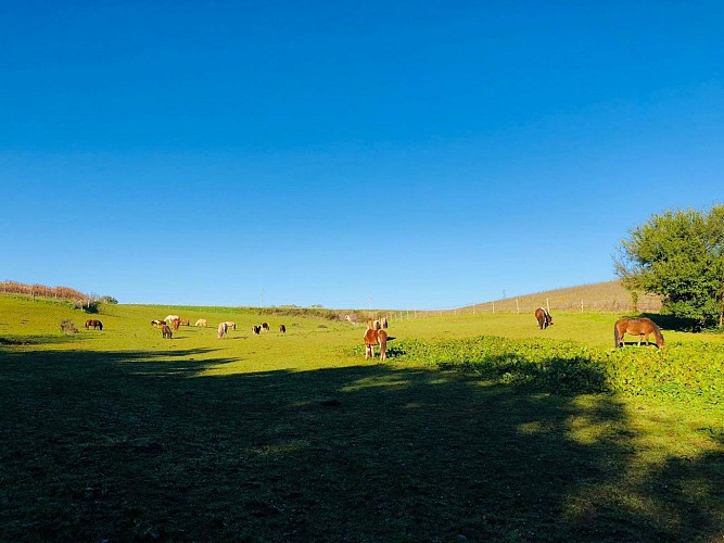 Le Bercail Equitation