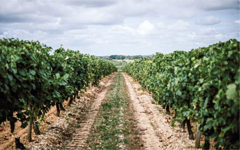 Guided Tour of Bourgoin Cognac with a picnic in the vineyard.