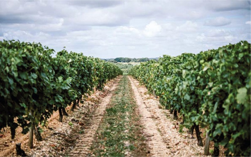 Bourgoin Cognac - Visite guidée avec pique-nique dans les vignes