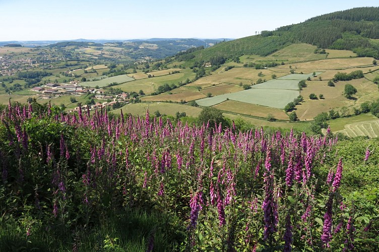 Randonnée Bourgogne, fleurs, digitale pourpre, bocage