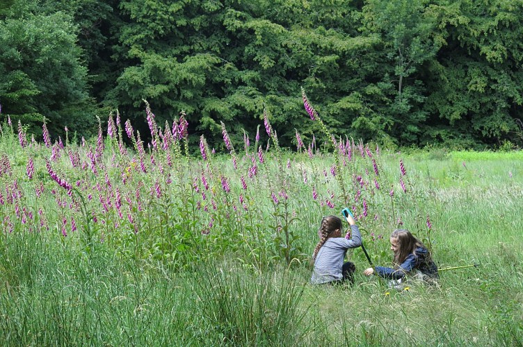 Randonnée Bourgogne, fleurs, digitale pourpre, pédagogie