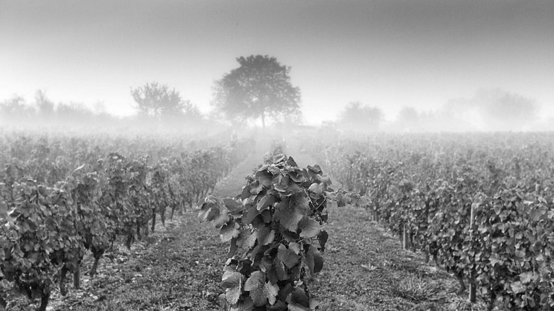 Wine Grower Annie Sauvat